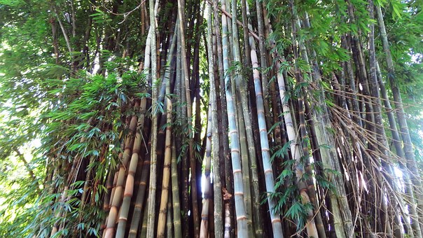原材料 竹の種類